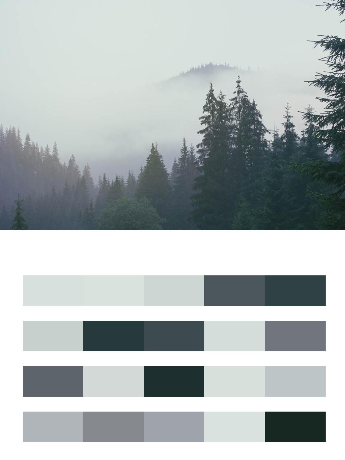 Лес в тумане цвета